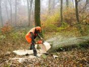 Kurs pilarz-drwal w Bydgoszczy.