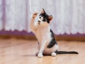 Plamek - 5 miesięczny kociak do pokochania!