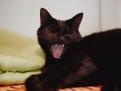 Donald - łagodny, wesoły, skory do zabaw kotek