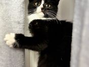 Loki - 4 miesięczny kociak szuka domu!