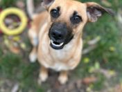 Dusia - filigranowa, kochana, fantastyczna sunia!