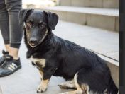 9 miesięczna Pępula, łągodna i kochana sunia!