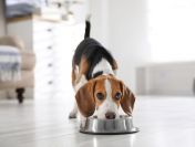 Karmy specjalistyczne dla psów