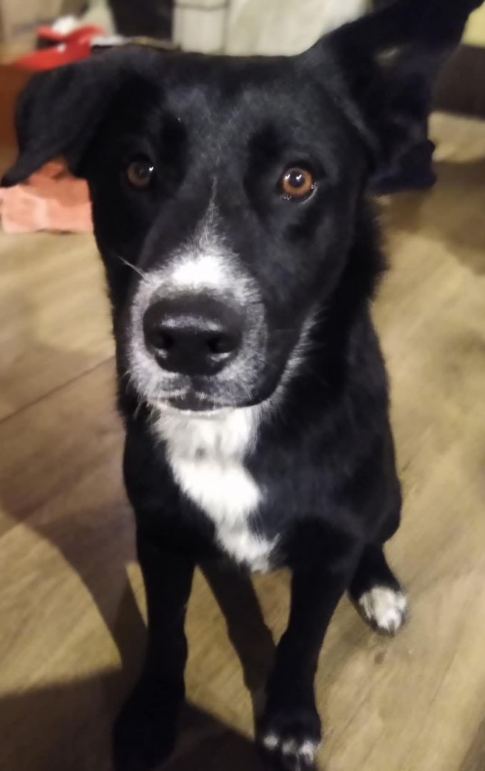 Atos - roczny, niekonfliktowy, przyjazny psiak!  - Zdjęcie 1