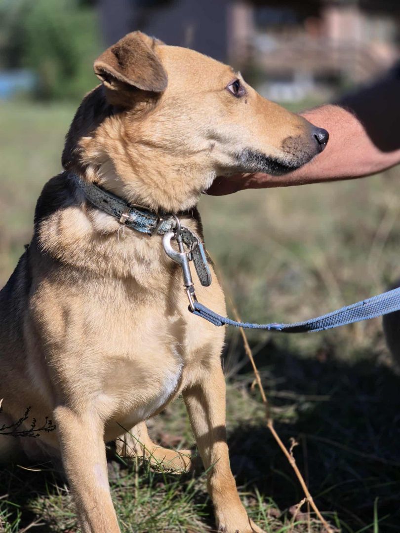 Snikers - kot w ciele psa szuka domu!  - Zdjęcie 1