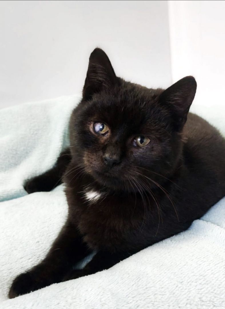 7 miesięczny kotek Onyks szuka domu!  - Zdjęcie 1