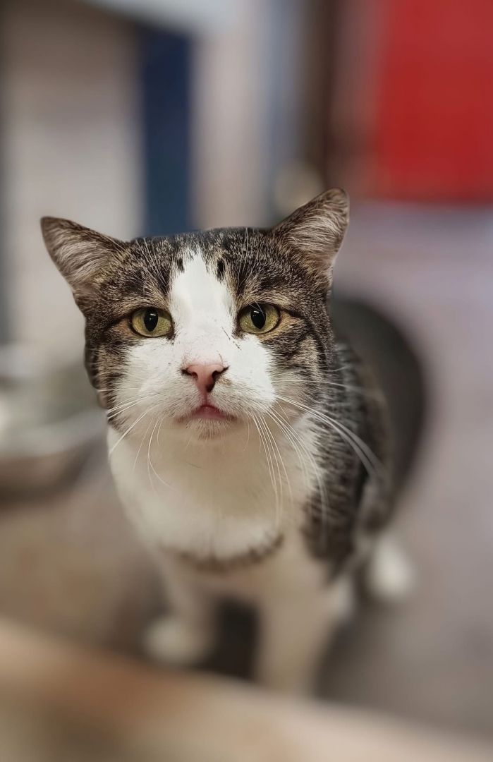 Wspaniałe, kochane koty BŁAGAJĄ o dom!  - Zdjęcie 1