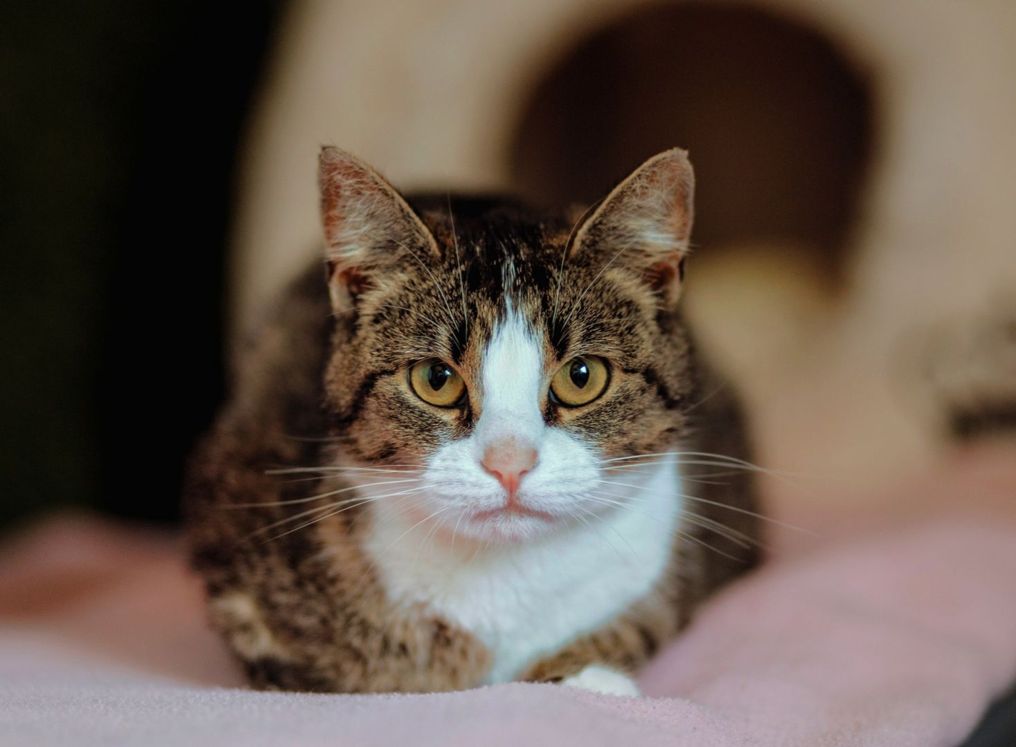 Marzenka - cudowna koteczka bez szans na dom...  - Zdjęcie 1