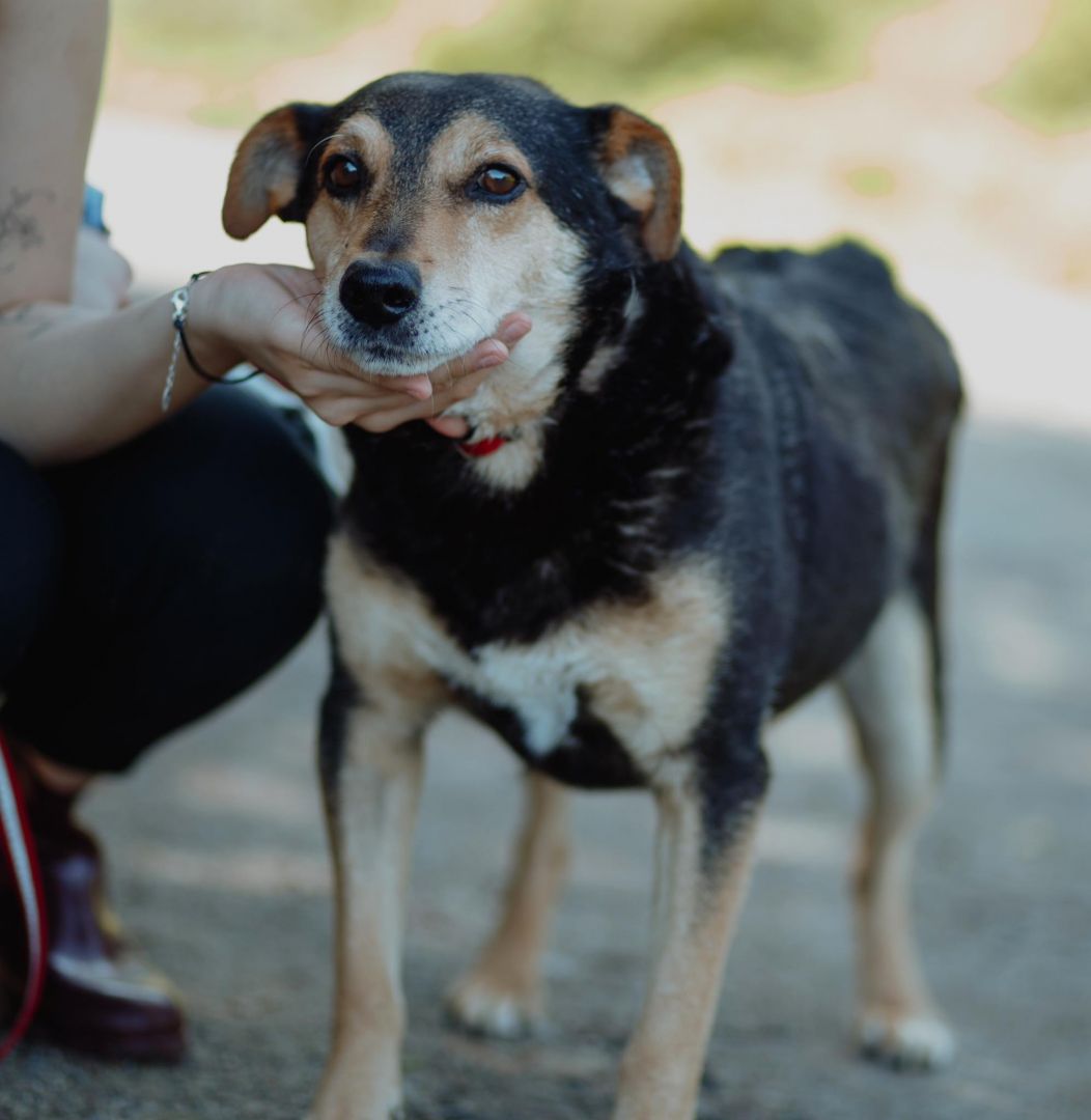 Fiodor - spokojny, niekonfliktowy psiak szuka domu!  - Zdjęcie 1