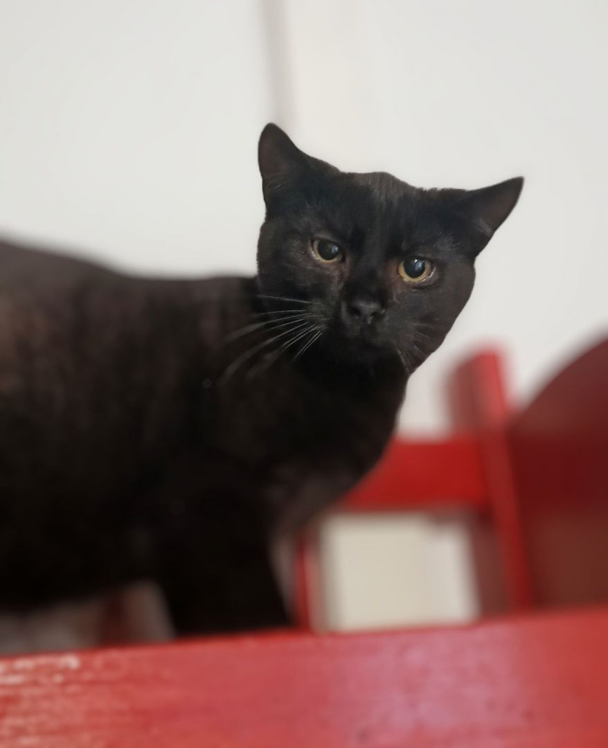 Koks - roczny, cudowny kociak szuka domu!  - Zdjęcie 1