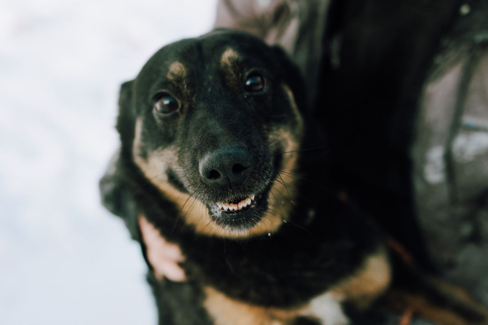 Red - cudowny, zwykły pies o niezwykłym sercu  - Zdjęcie 1