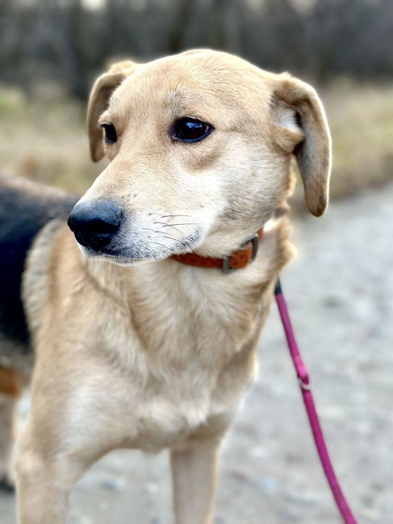 Kira - łagodna, przyjazna sunia BŁAGA o dom!  - Zdjęcie 1