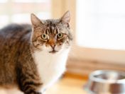 Serafina, czyli kocie lekarstwo na wszelkie zło!