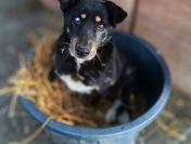 Babunia Perełka szuka swojego wymarzonego domu!