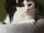 Drucik - spokojny, delikatny kocurek PILNIE szuka domu!