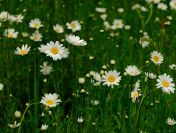 Prowadzenie nadzoru przyrodniczego, tel. 504-746-203, opinia środowiskowa