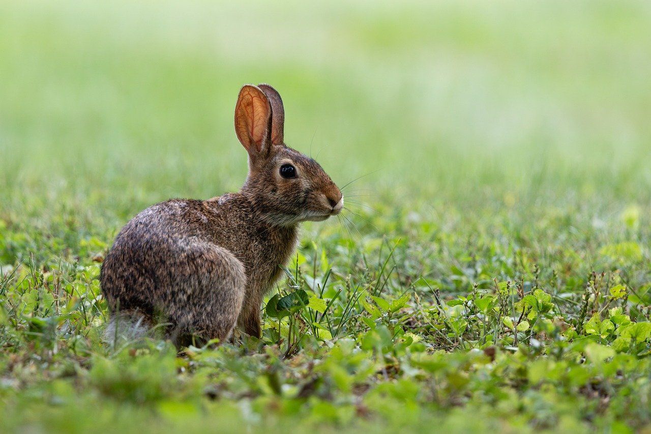 Wykonanie inwentaryzacji przyrodniczej, raportu środowiskowego, tel. 504-746-203  - Zdjęcie 1