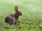 Wykonanie inwentaryzacji przyrodniczej, raportu środowiskowego, tel. 504-746-203