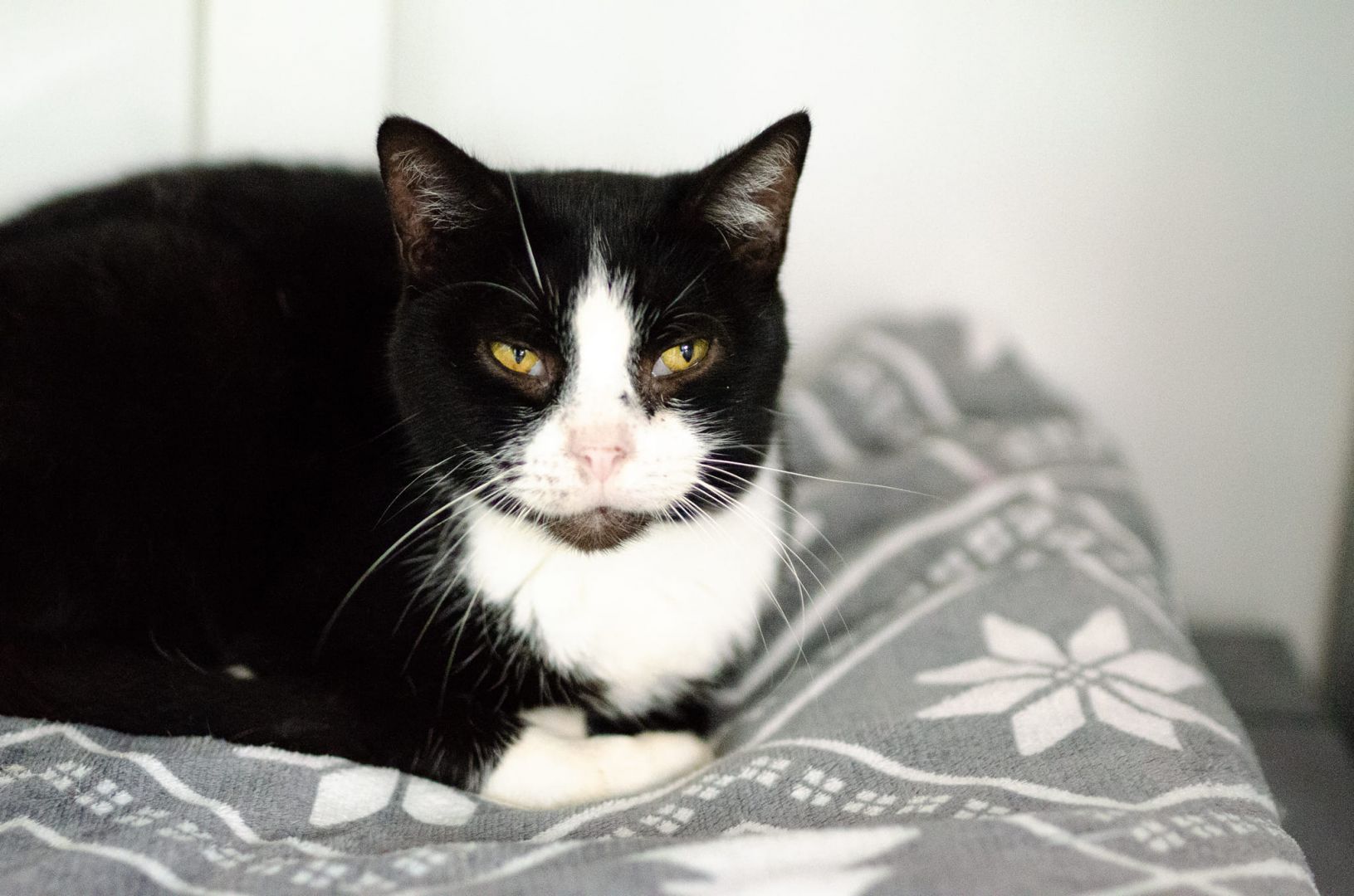 Sany - cudowny spokojny kot szuka domu!  - Zdjęcie 1