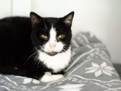 Sany - cudowny spokojny kot szuka domu!