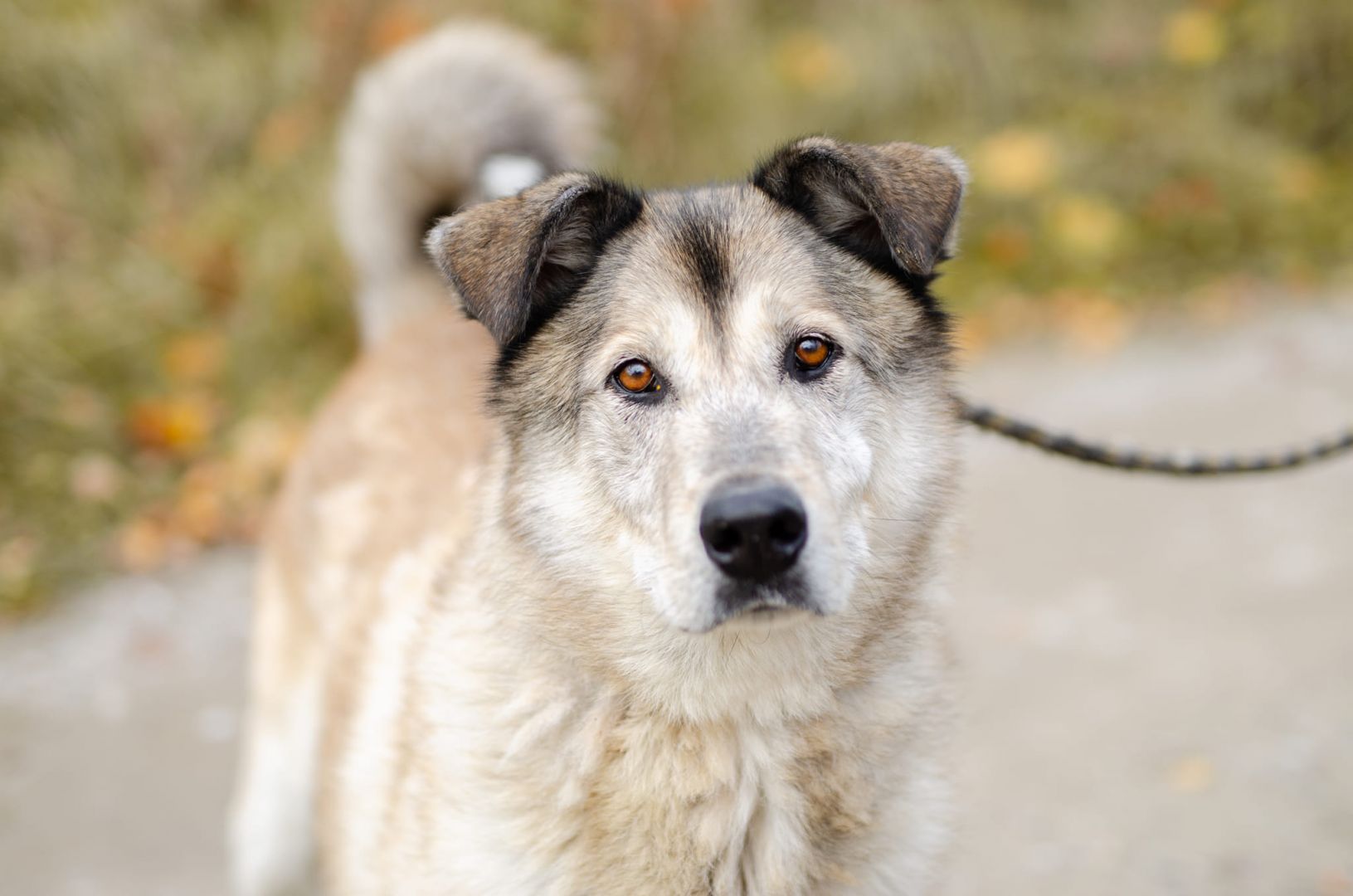 Chase - cudowny wielkolud szuka domu!  - Zdjęcie 1