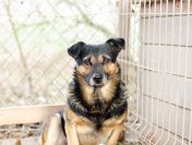 Edek - nieduży i niekonfliktowy psiak szuka domu!