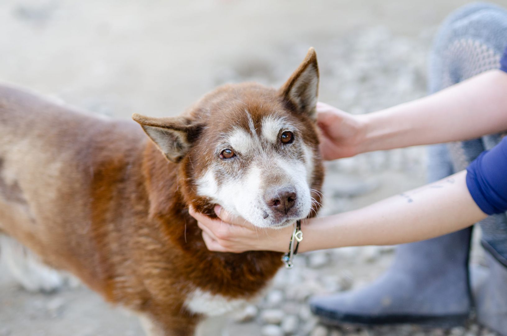 Luntek - niskopodłogowy czekoladek szuka domu!  - Zdjęcie 1