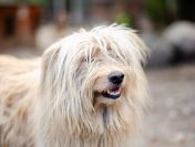 Nieoszlifowany diament - Frędzel  szuka domu!