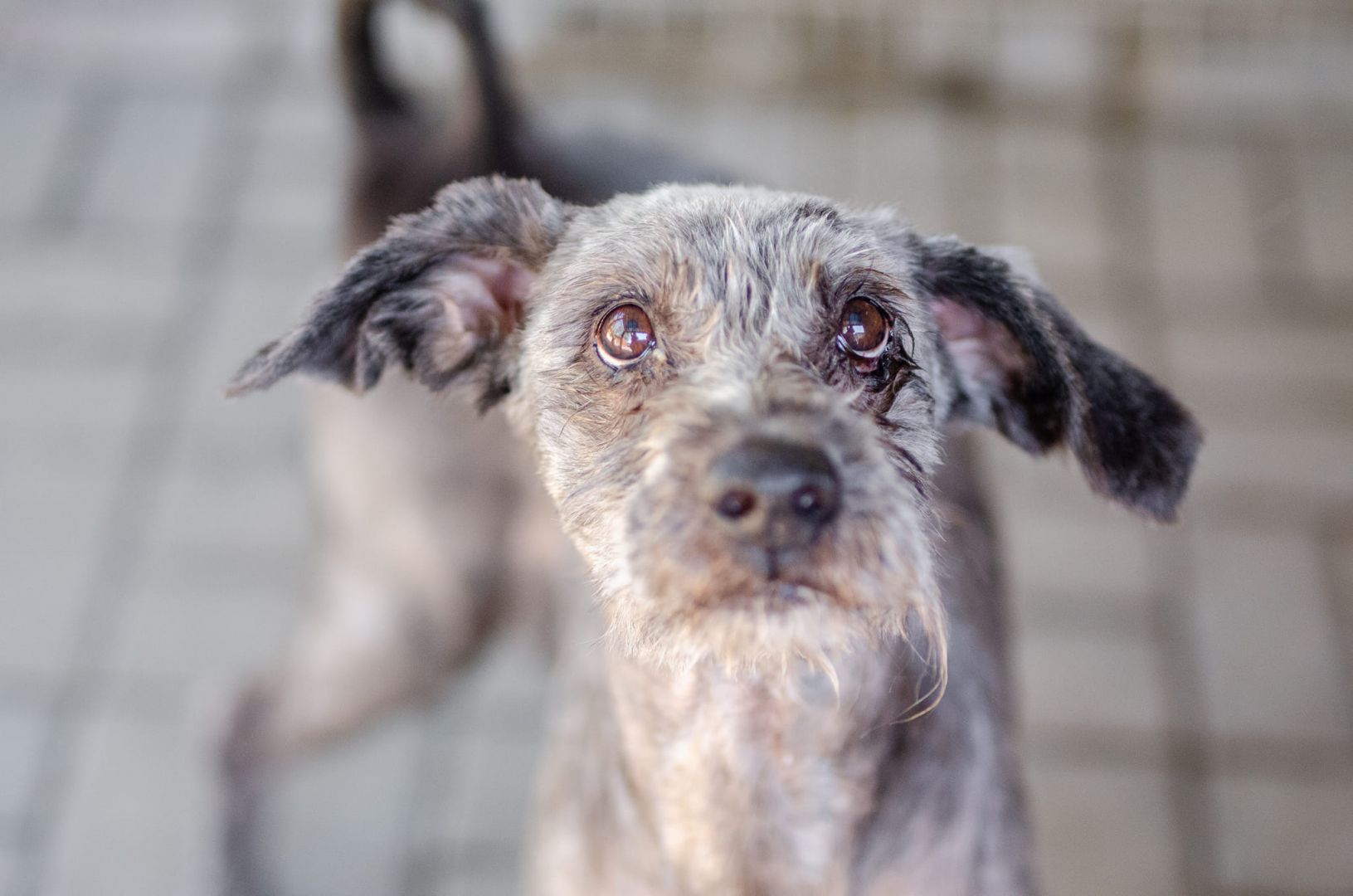 Misiek - przyjazny, wesoły psiak szuka domu!  - Zdjęcie 1