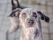 Misiek - przyjazny, wesoły psiak szuka domu!