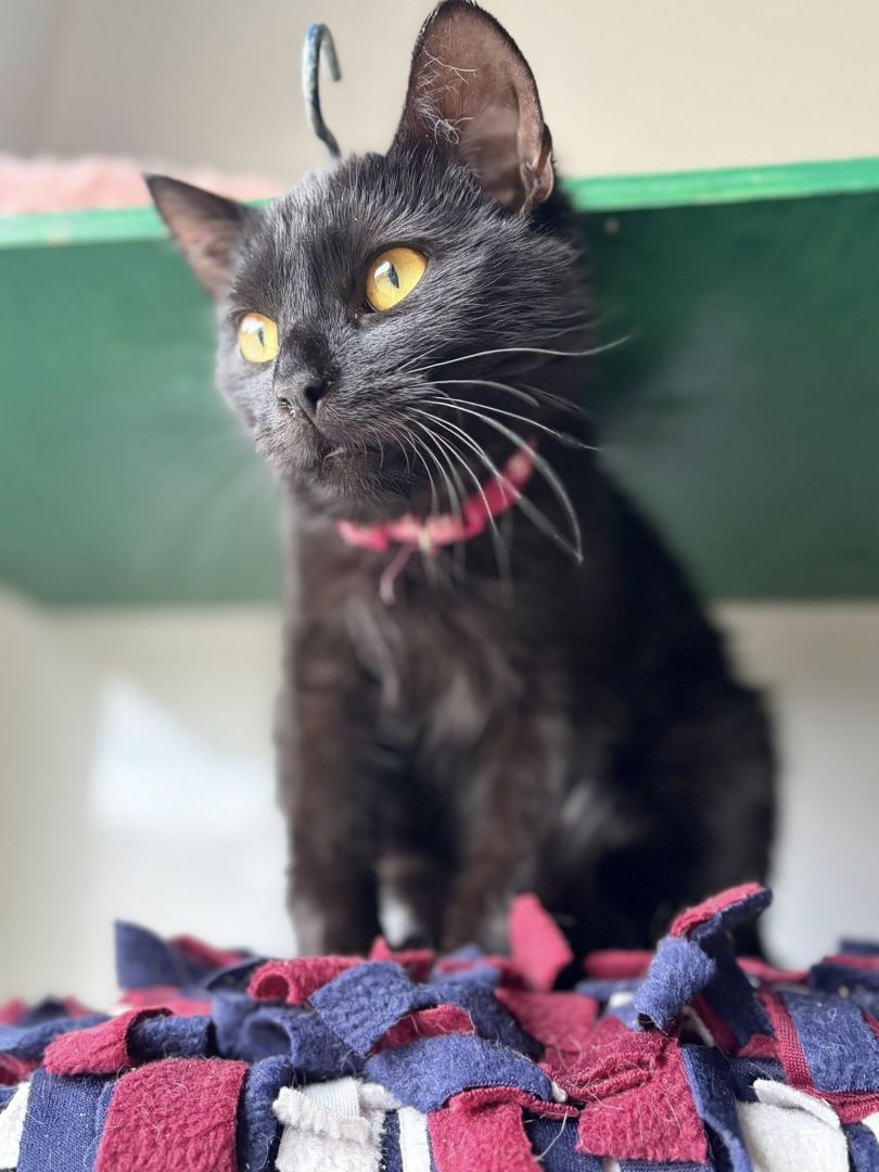 Gizmo - półroczny, wesoły kociak szuka domu!  - Zdjęcie 1