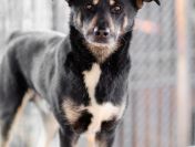 Ogonek - delikatny łagodny, młody psiak szuka domu!