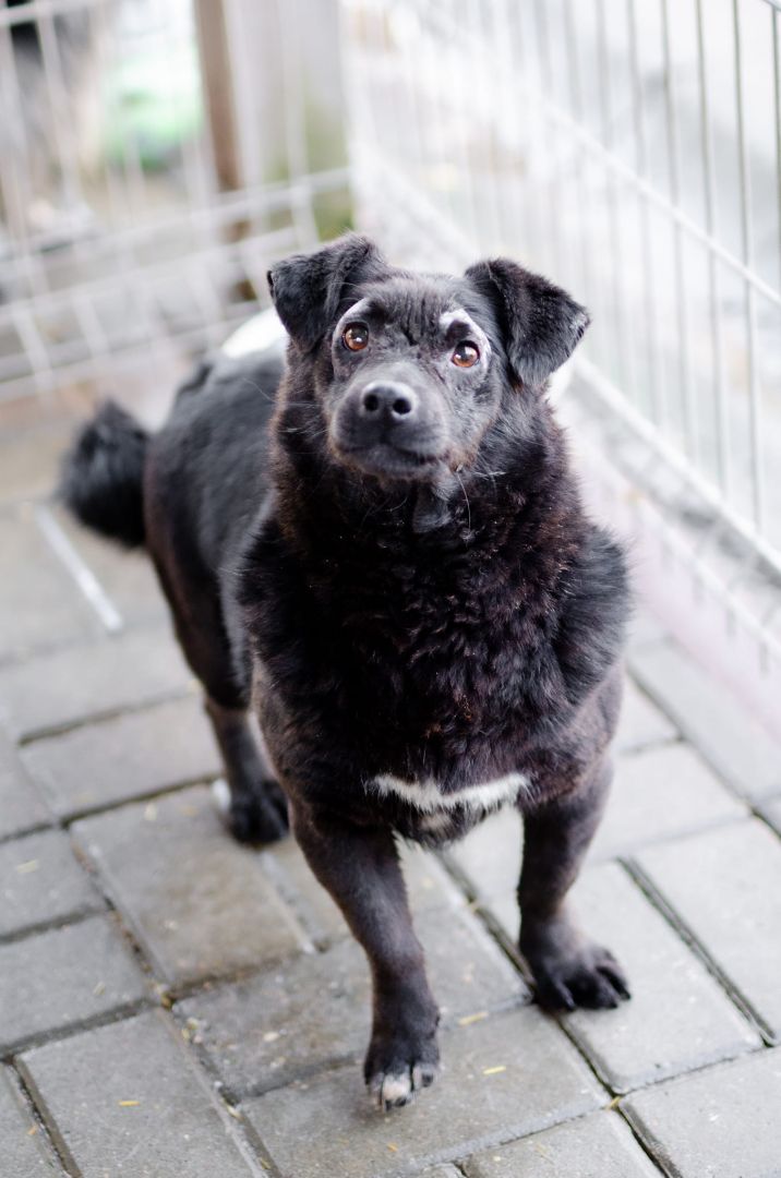 Wyjątkowy Teoś szuka domu!  - Zdjęcie 1