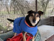 Fiodor - łagodny, grzeczny, zrównoważony!