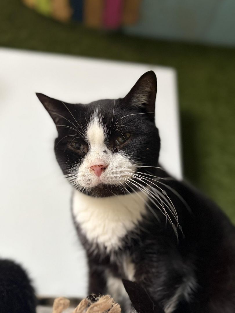 Sany - poczciwy starszy kotek szuka pilnie domu!  - Zdjęcie 1