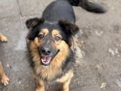 Toster - towarzyski, wesoły psiak szuka domu!