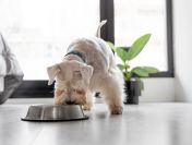 Polska Karma Sucha dla Psa – Naturalny Skład i Zdrowie Twojego Pupila