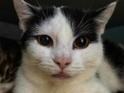 Lilo - kocia indywidualistka szuka domu!