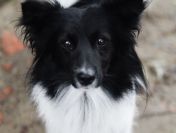 Pędzel - przecudny, niewielki psiak szuka domu!