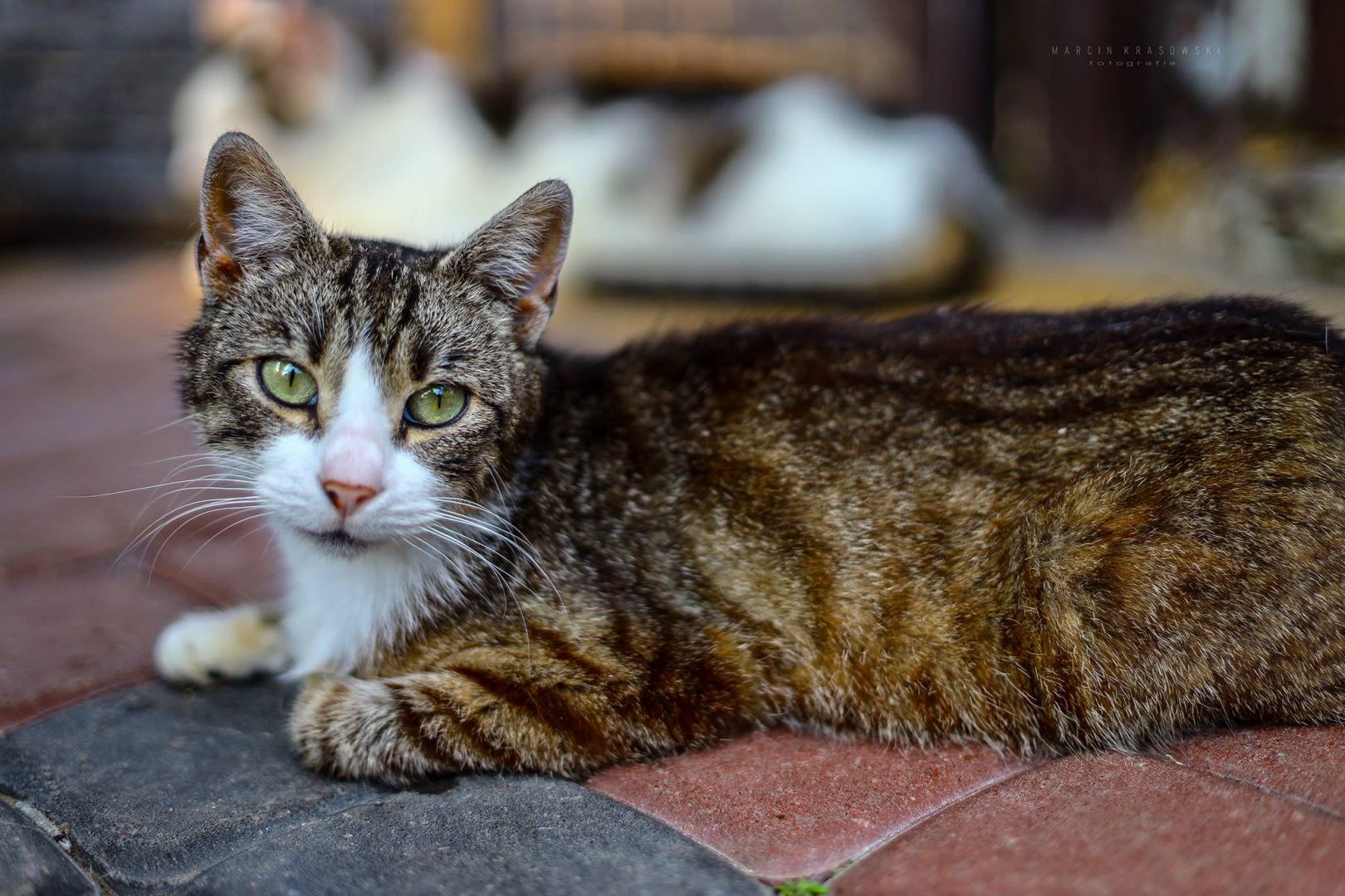 Elsa - cudna, niekonfliktowa koteczka szuka domu!  - Zdjęcie 1