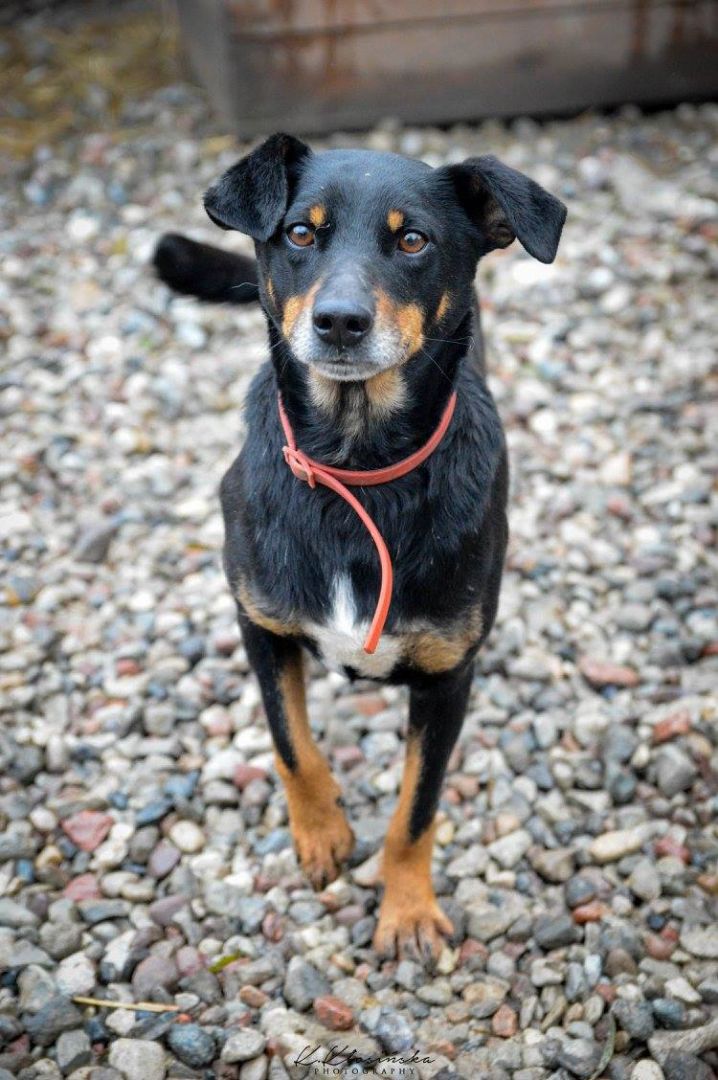 Puszek - psi anioł do pokochania!  - Zdjęcie 1