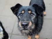 Disel - cudny, nieśmiały terrierek szuka domu!