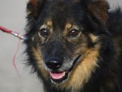 Słodki - nieduży, delikatny psiak szuka domu!