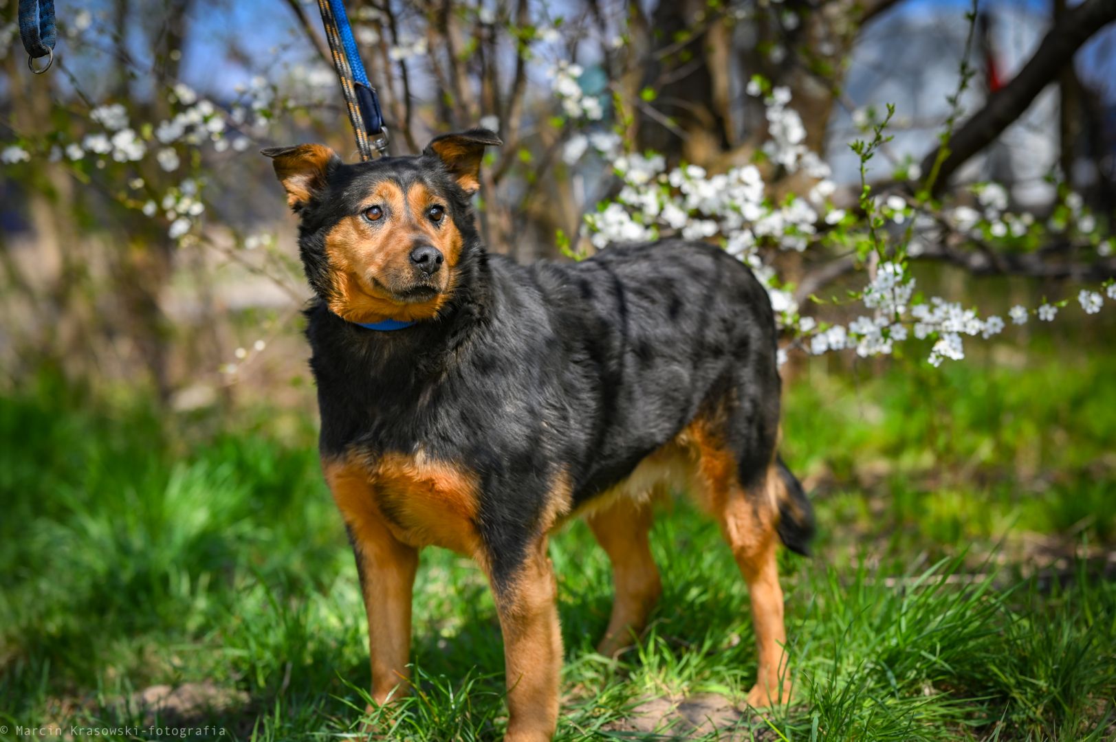 Rosa - starsza sunia szuka domu na jesień życia  - Zdjęcie 1