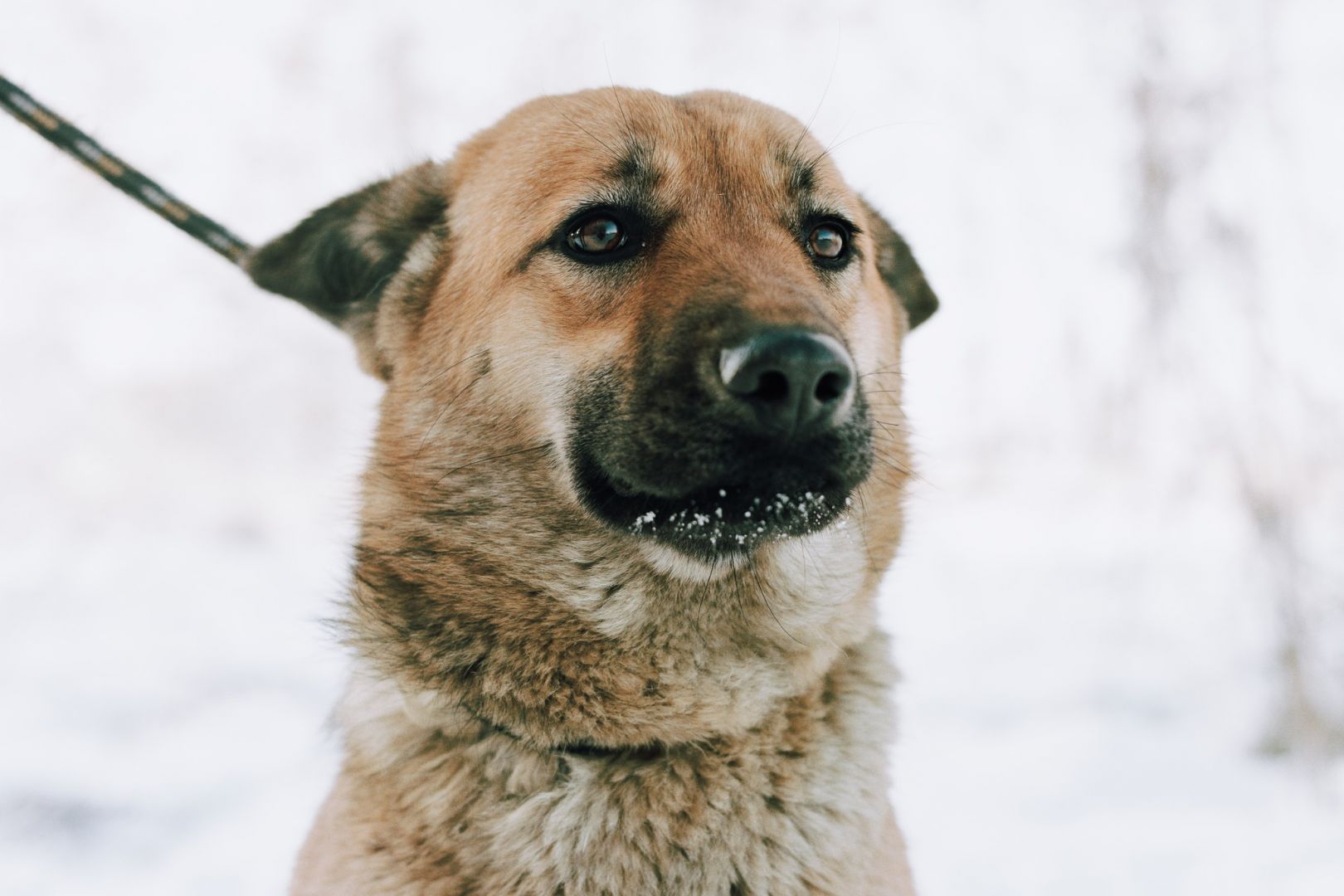 Doris - niekonfliktowa, wesoła sunia szuka domu!  - Zdjęcie 1