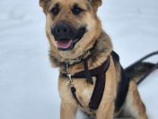 Mona - młoda, wesoła suczka owczarek mix