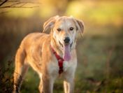 Wafel - biszkoptowy SZCZENIAK szuka domu!