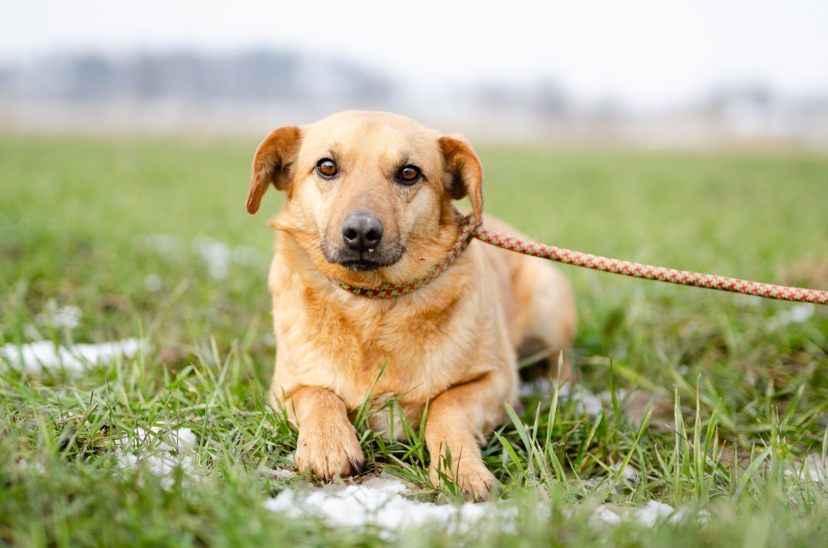 Cudowny Rudzik szuka kochającego domu!  - Zdjęcie 1