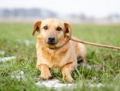 Cudowny Rudzik szuka kochającego domu!