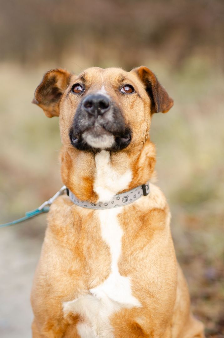 Wesoły Doniu, pogodny psiak szuka domu!  - Zdjęcie 1